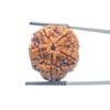 Large 5 Mukhi Nepal Rudraksha - (26.23 MM)