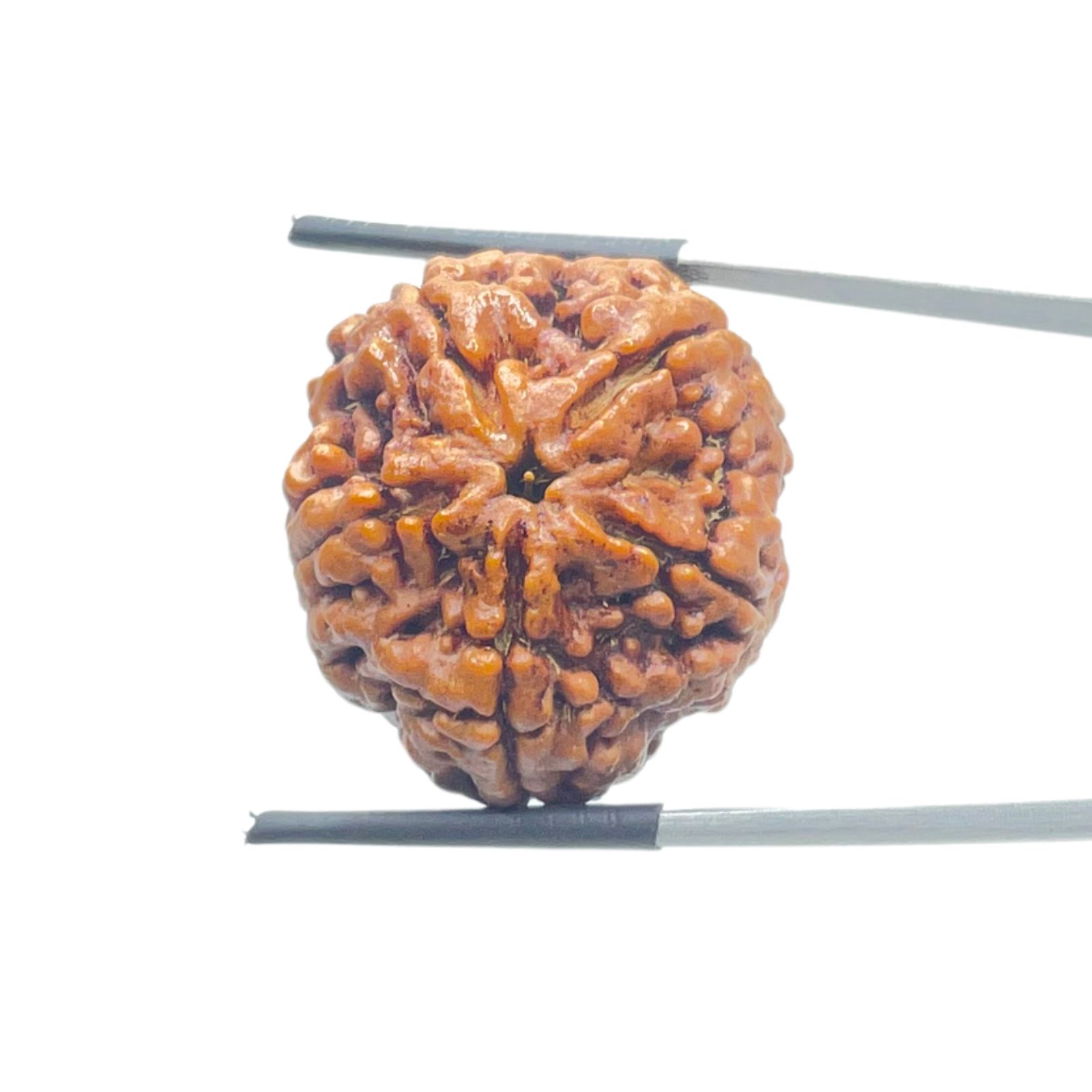 Large 5 Mukhi Nepal Rudraksha - (26.23 MM)