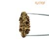 One Mukhi Rudraksha (36.35 Mm) 15 One Mukhi Rudraksha (36.35 Mm)