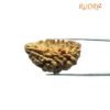 One Mukhi Rudraksha (36.35 Mm) 13 One Mukhi Rudraksha (36.35 Mm)