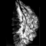 One Mukhi Rudraksha (36.35 Mm) 9 One Mukhi Rudraksha (36.35 Mm)