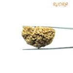 One Mukhi Rudraksha (36.90 MM)