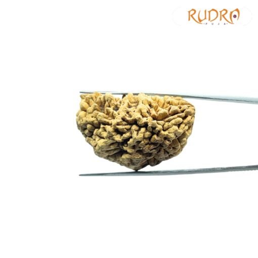 One Mukhi Rudraksha (36.90 Mm)