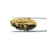 One Mukhi Rudraksha (36.90 MM)