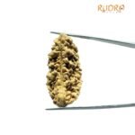 One Mukhi Rudraksha (36.90 Mm)
