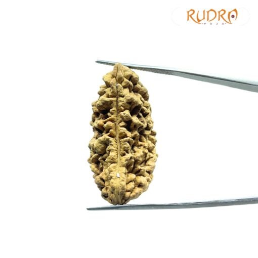 One Mukhi Rudraksha (36.90 Mm)