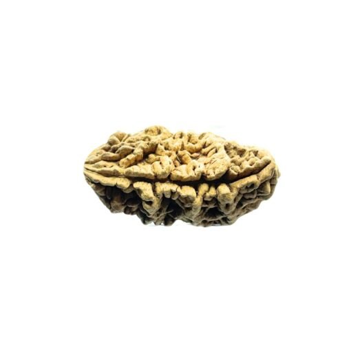 One Mukhi Rudraksha (37.20 Mm)