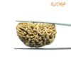 One Mukhi Rudraksha (37.20 Mm) 9 One Mukhi Rudraksha (37.20 Mm)