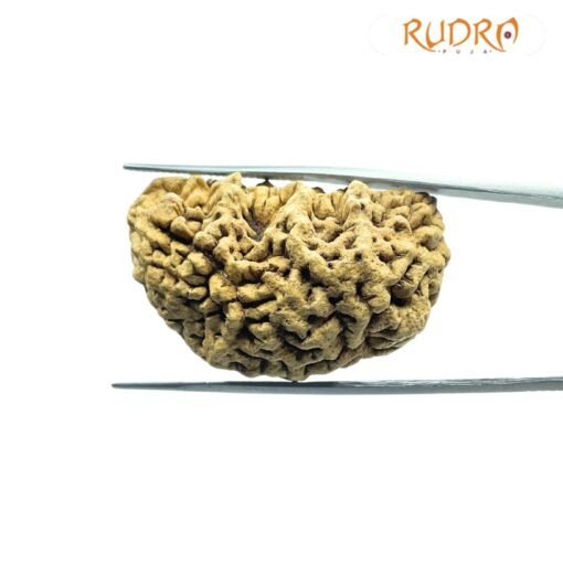 One Mukhi Rudraksha (37.20 Mm)