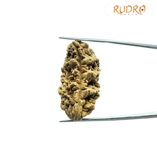 One Mukhi Rudraksha (37.20 Mm)
