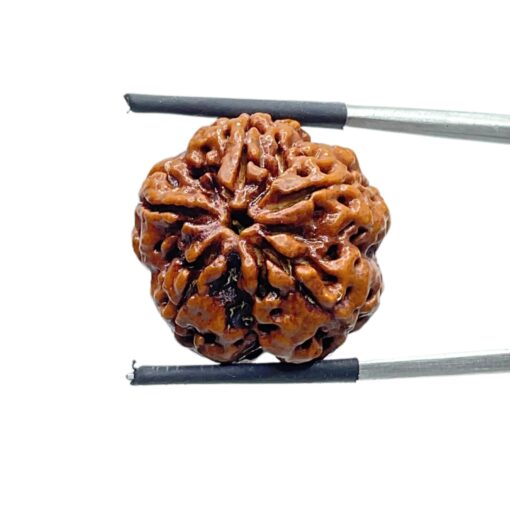 Original 5 Mukhi Nepal Rudraksha - (23.09 MM) - (Rudrapuja)