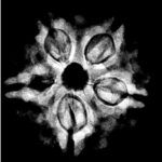 Original 5 Mukhi Nepal Rudraksha - (24.15 MM) - (Rudrapuja)