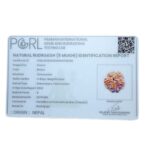 Original 5 Mukhi Nepal Rudraksha - (24.15 MM) - (Rudrapuja)