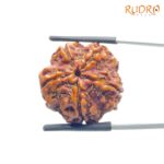 Original 5 Mukhi Nepal Rudraksha - (24.15 MM) - (Rudrapuja)