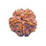 Original 5 Mukhi Nepal Rudraksha - (24.15 MM) - (Rudrapuja)
