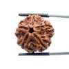 Original 5 Mukhi Nepal Rudraksha - (24.15 MM) - (Rudrapuja)