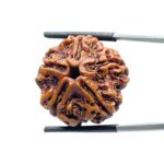 Original 5 Mukhi Nepal Rudraksha - (24.15 MM) - (Rudrapuja)