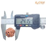 Original 5 Mukhi Nepal Rudraksha - (24.15 MM) - (Rudrapuja)
