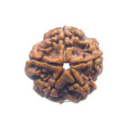 Original 5 Mukhi Nepal Rudraksha - (25.65 MM) - (Rudrapuja)