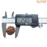 Original 5 Mukhi Nepal Rudraksha - (25.65 MM) - (Rudrapuja)