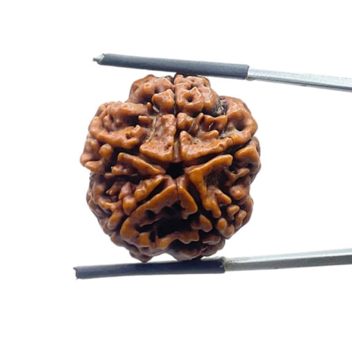 Original 5 Mukhi Nepal Rudraksha - (25.65 MM) - (Rudrapuja)