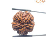Original 5 Mukhi Nepal Rudraksha - (25.65 MM) - (Rudrapuja)