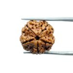 Original Rudraksha 5 Mukhi Nepal - (19.30 MM)