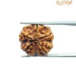 Original Rudraksha 5 Mukhi Nepal - (19.30 MM)