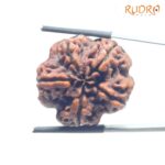 Super Collector 5 Mukhi Rudraksha (27.70 MM)