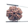 Super Collector 5 Mukhi Rudraksha (27.70 MM)