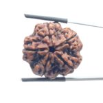 Super Collector 5 Mukhi Rudraksha (27.70 MM)