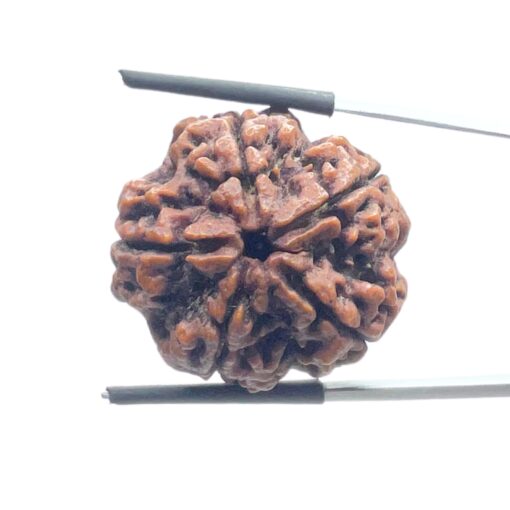 Super Collector 5 Mukhi Rudraksha (27.70 MM)