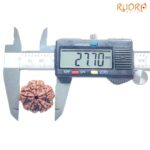 Super Collector 5 Mukhi Rudraksha (27.70 MM)