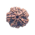 Super Collector 5 Mukhi Rudraksha (27.70 MM)