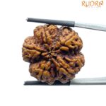 Super Collector 5 Mukhi Rudraksha (27.82 MM)