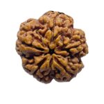 Super Collector 5 Mukhi Rudraksha (27.82 MM)