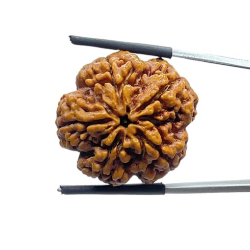 Super Collector 5 Mukhi Rudraksha (27.82 MM)