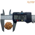 Super Collector 5 Mukhi Rudraksha (27.82 MM)