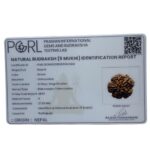 Super Collector 5 Mukhi Rudraksha (27.82 MM)