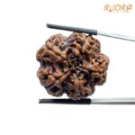 Super Collector 5 Mukhi Rudraksha (28.35 MM)