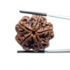 Super Collector 5 Mukhi Rudraksha (28.35 MM)