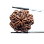 Super Collector 5 Mukhi Rudraksha (28.35 MM)