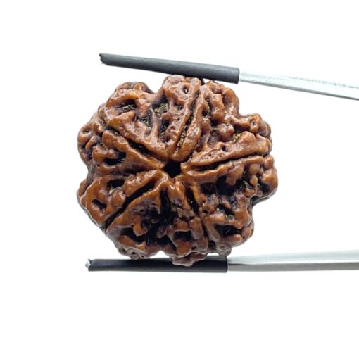 Super Collector 5 Mukhi Rudraksha (28.35 MM)