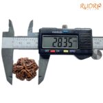 Super Collector 5 Mukhi Rudraksha (28.35 MM)