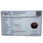 Super Collector 5 Mukhi Rudraksha (28.35 MM)