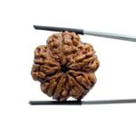 Super Collector 5 Mukhi Rudraksha Nepal - (26.25 MM)