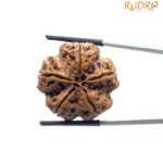 Super Collector 5 Mukhi Rudraksha Nepal - (26.25 MM)