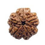 Super Collector 5 Mukhi Rudraksha Nepal - (26.25 MM)