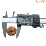 Super Collector 5 Mukhi Rudraksha Nepal - (26.25 MM)