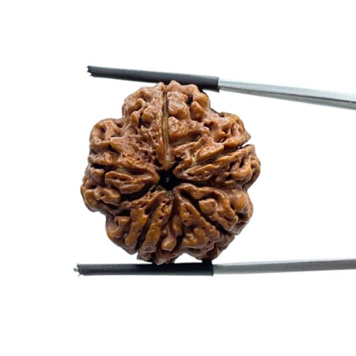 Super Collector 5 Mukhi Rudraksha Nepal - (26.25 MM)